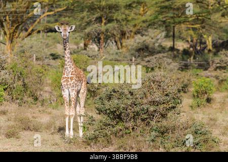 Giraffe in der wilden Natur. Die Familie Giraff im afrikanischen savana auf trockenem Gras bei Safari Wild Nature in Masai Mara, Amboseli, Samburu, Serengeti. Jiraf Stockfoto