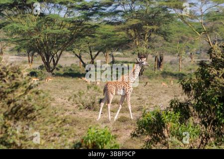 Giraffe in der wilden Natur. Die Familie Giraff im afrikanischen savana auf trockenem Gras bei Safari Wild Nature in Masai Mara, Amboseli, Samburu, Serengeti. Jiraf Stockfoto