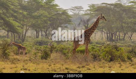 Giraffe in der wilden Natur. Die Familie Giraff im afrikanischen savana auf trockenem Gras bei Safari Wild Nature in Masai Mara, Amboseli, Samburu, Serengeti. Jiraf Stockfoto