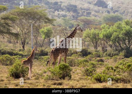 Giraffe in der wilden Natur. Die Familie Giraff im afrikanischen savana auf trockenem Gras bei Safari Wild Nature in Masai Mara, Amboseli, Samburu, Serengeti. Jiraf Stockfoto