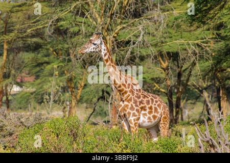 Giraffe in der wilden Natur. Die Familie Giraff im afrikanischen savana auf trockenem Gras bei Safari Wild Nature in Masai Mara, Amboseli, Samburu, Serengeti. Jiraf Stockfoto