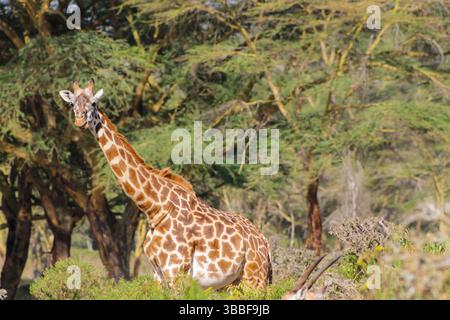 Giraffe in der wilden Natur. Die Familie Giraff im afrikanischen savana auf trockenem Gras bei Safari Wild Nature in Masai Mara, Amboseli, Samburu, Serengeti. Jiraf Stockfoto