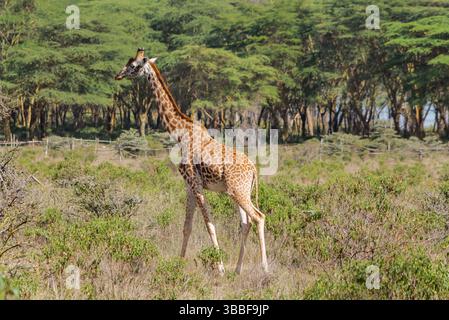 Giraffe in der wilden Natur. Die Familie Giraff im afrikanischen savana auf trockenem Gras bei Safari Wild Nature in Masai Mara, Amboseli, Samburu, Serengeti. Jiraf Stockfoto