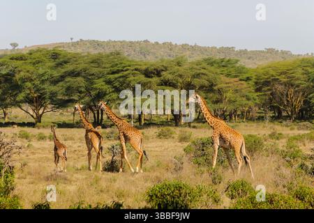 Giraffe in der wilden Natur. Die Familie Giraff im afrikanischen savana auf trockenem Gras bei Safari Wild Nature in Masai Mara, Amboseli, Samburu, Serengeti. Jiraf Stockfoto