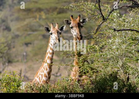 Giraffe in der wilden Natur. Die Familie Giraff im afrikanischen savana auf trockenem Gras bei Safari Wild Nature in Masai Mara, Amboseli, Samburu, Serengeti. Jiraf Stockfoto