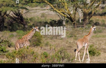 Giraffe in der wilden Natur. Die Familie Giraff im afrikanischen savana auf trockenem Gras bei Safari Wild Nature in Masai Mara, Amboseli, Samburu, Serengeti. Jiraf Stockfoto