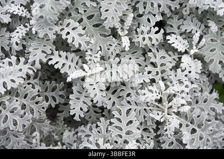 Blick von oben auf das strukturierte silberne Laub von Dusty Miller (Jacobaea Maritima), auch bekannt als Silver Ragwort. Feine, komplizierte Blätter erzeugen einen natürlichen Bot Stockfoto