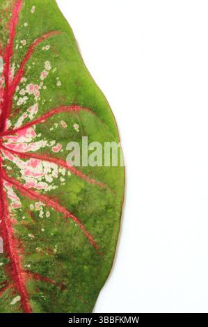 Abstrakte Nahaufnahme eines grünen und rosa Caladiumblattes auf weißem Hintergrund Stockfoto