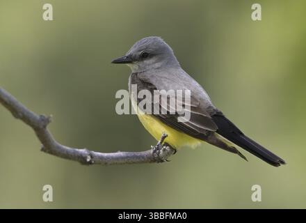 Westlicher Kingbird (Tyrannus verticalis), Washington, USA, Nordamerika Stockfoto