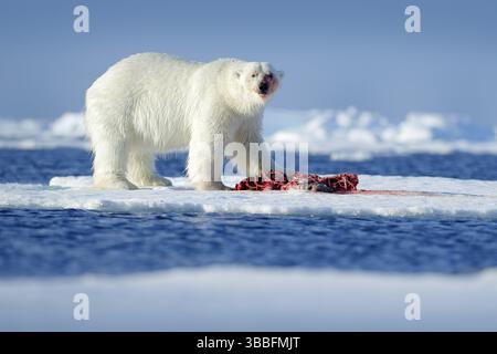 Eisbär auf dem Eis. Gefährliche Eisbären im Eis mit Robbenkadaver aufbringen. Wildlife-Action-Szene aus arktischer Natur. Blutige Szene mit rotem Blut Stockfoto