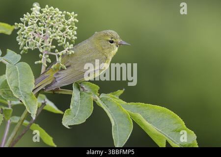 Der orange gekrönte Warbler (Vermivora celata) thronte auf einem Zweig in Seward, Alaska Stockfoto