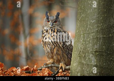 Eurasische Uhu, Bubo Bubo, sitzend auf dem Ast, Wildtierfoto im Wald mit orange Herbstfarben, Slowakei. Vogel im Wald Stockfoto