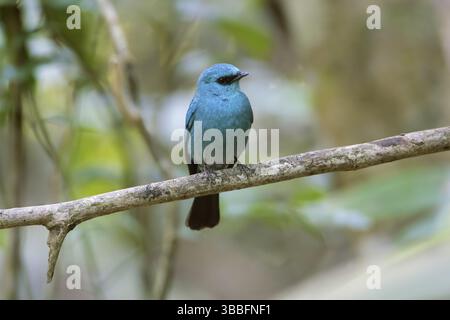 Verditer Flycatcher (Eumyias thalassinus) auf einem Zweig, Di Linh, Vietnam, Asien Stockfoto