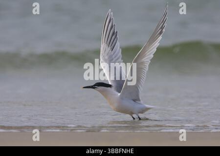 Sandwichteere (Thalasseus sandvicensis) fliegen, Schleswig-Holstein, Deutschland, Europa Stockfoto