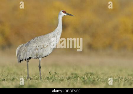 Sandhill Crane (Antigone canadensis), New Mexico, USA, Nordamerika Stockfoto