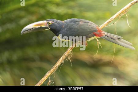 Aracari mit Kragen, Halsbandarassari (Pteroglossus torquatus) Stockfoto
