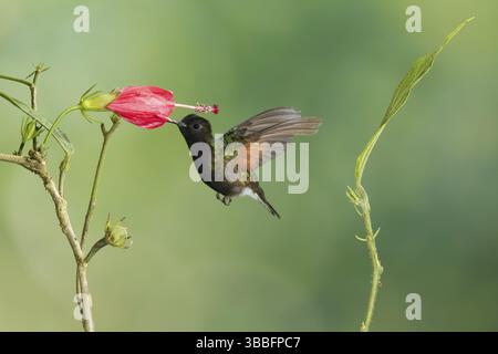 Schwarzbauchkolibri (Eupherusa nigriventris), Costa Rica, Mittelamerika Stockfoto