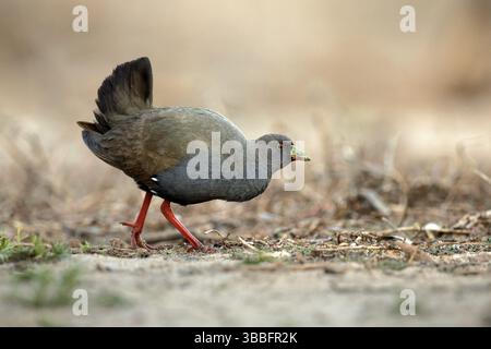 Schwarzschwanz Nativehen (Tribonyx ventralis), Queensland, Australien, Ozeanien Stockfoto