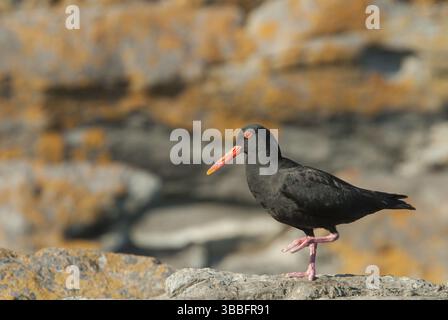 Afrikanischer Austernfänger (Haematopus moquini), Ostkap, Südafrika, Afrika Stockfoto
