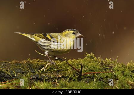 Eurasischer Siskin (Spinus spinus) männlich, Utrecht, Niederlande Stockfoto