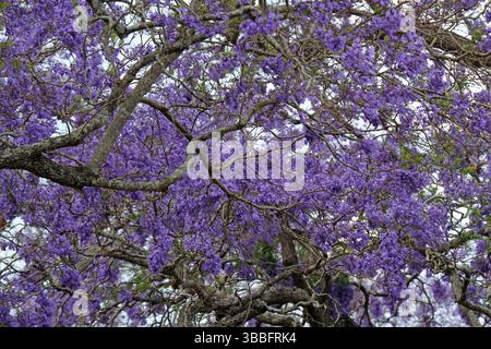 Lila Blumen auf einer Jacaranda-Baumpflanze im Garten Stockfoto
