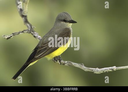Westlicher Kingbird (Tyrannus verticalis), Washington, USA, Nordamerika Stockfoto
