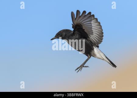 Trauer Wheatear (Oenanthe lugens warriae) Fliegen, Eilat, Israel, Asien Stockfoto