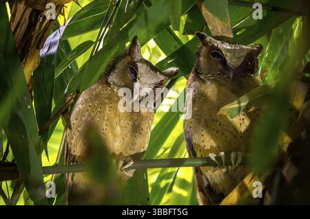 Weißfronteneule (Otus sagittatus) auf einem Zweig, Kaeng Krachan, Thailand, Asien Stockfoto