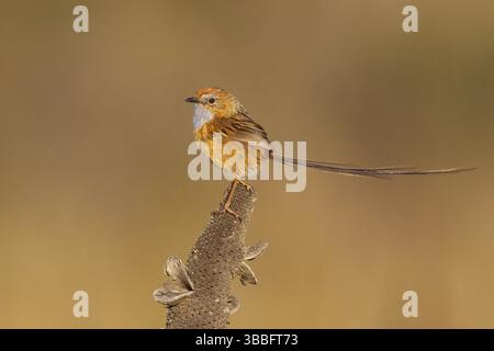 Südlicher EWU-Zorn (Stipiturus malachurus), New South Wales, Australien, Ozeanien Stockfoto