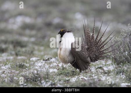 1. Mai 2010 männlicher Salbei Groouse zeigt auf verschneiten lek Stockfoto