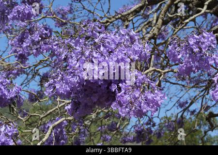 Lila Jacaranda Blumen auf einem Baum im Garten Stockfoto