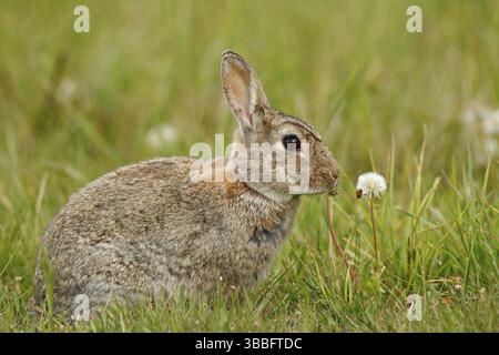 Süßes Kaninchen mit Blumenstelion, das zu Ostern im Gras sitzt Stockfoto