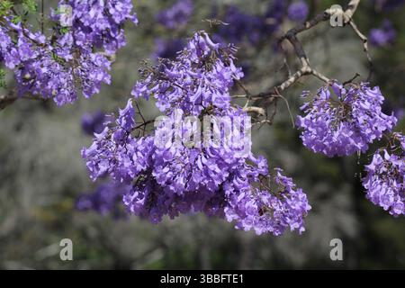 Nahaufnahme von Blumen auf einem violetten Jacarandabaum in einem Garten Stockfoto