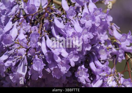 Nahaufnahme von violetten Blumen auf einem Jacarandabaum Stockfoto