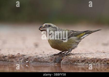 Papageienkreuzschnabel (Loxia pytyopsittacus) weiblich, Schleswig-Holstein, Deutschland, Europa Stockfoto