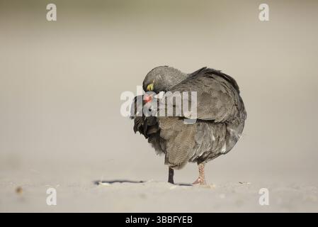 Rotschnabel-Spurfowl (Pternistis adspersus), Chobe, Botswana, Afrika Stockfoto