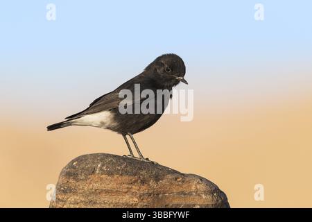 Trauer Wheatear (Oenanthe lugens warriae) auf einem Stein, Eilat, Israel, Asien Stockfoto