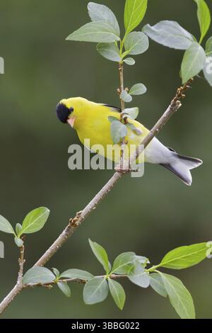 Amerikanischer Goldfinch (Spinus tristis) männlich, Ontario, Kanada, Nordamerika Stockfoto