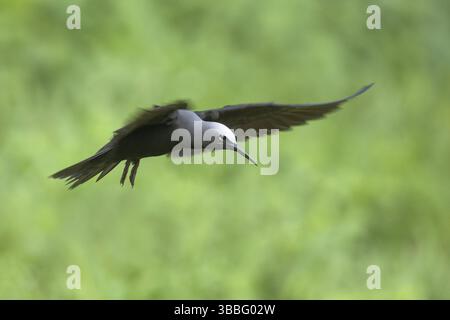 Black Noddy (Anous minutus) fliegt, Norfolk Island, Australien, Ozeanien Stockfoto