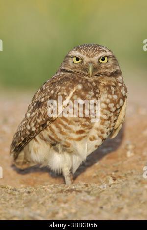 Grabeize (Athene cunicularia), Arizona, USA, Nordamerika Stockfoto