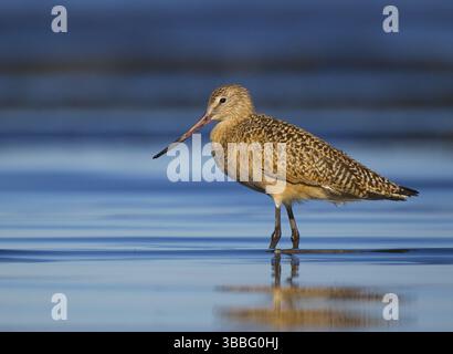 Marmorierter Godwit (Limosa fedoa) auf der Suche nach Nahrungsmitteln, Kalifornien, USA, Nordamerika Stockfoto