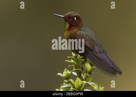 Coppery Metaltail (Metallura theresiae), Bosque Unchog Reserve, Peru, Südamerika Stockfoto