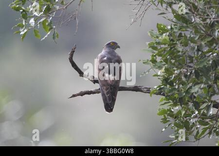 African Cuckoo-Hawk (Aviceda cuculoides), Samburu, Kenia, Afrika Stockfoto
