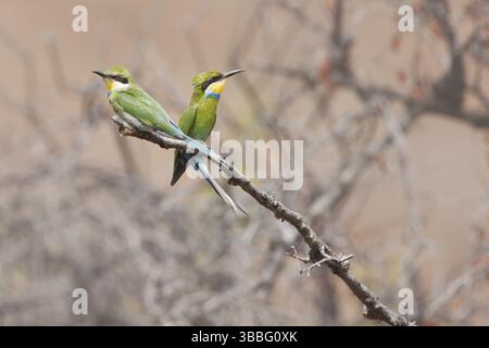 Schwalbenschwanz-Bienenfresser (Merops hirundineus), Namibia, Afrika Stockfoto