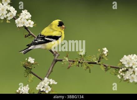 Amerikanischer Goldfinch (Spinus tristis) männlich, British Columbia, Kanada, Nordamerika Stockfoto