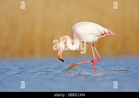 Wildes Frankreich. Großer Flamingo, Phoenicopterus ruber, schöner rosa großer Vogel im dunkelblauen Wasser, mit Abendsonne, Schilf im Hintergrund, Tier in t Stockfoto