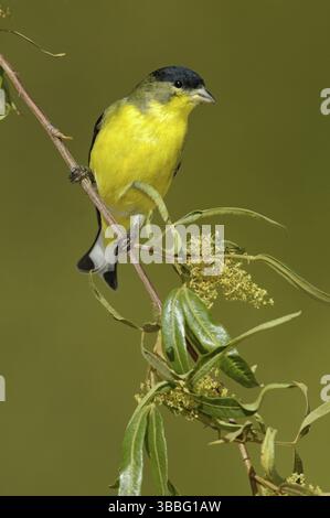 Kleiner Goldfinch (Spinus psaltria) männlich, Arizona, USA, Nordamerika Stockfoto