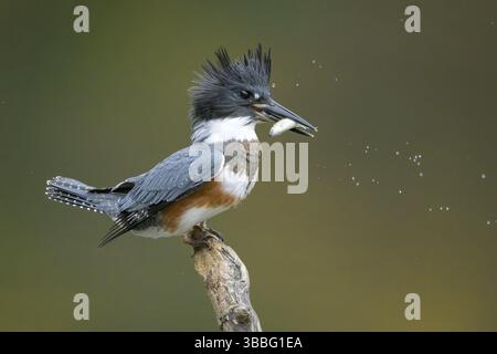 Belted Kingfisher (Megaceryle alcyon) Weibchen auf einem Zweig mit einer Fischbeute im Schnabel, Colorado, USA, Nordamerika Stockfoto
