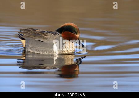 Grün-flügeliges Teal (Anas carolinensis) männlich, British Columbia, Kanada, Nordamerika Stockfoto