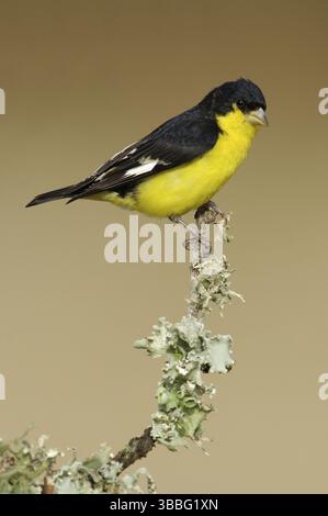 Kleiner Goldfinch (Spinus psaltria) männlich, Arizona, USA, Nordamerika Stockfoto